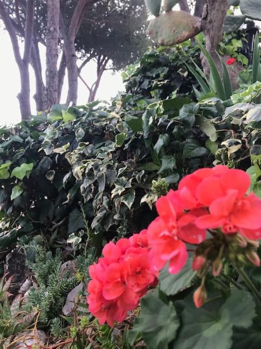 Villa Barabarca Capoliveri  Εξωτερικό φωτογραφία